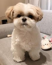 Shih Tzu puppies available in good health condition for new homes