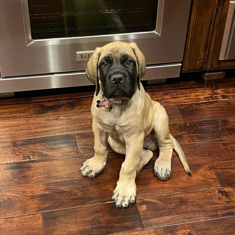💗💕💗 LOVELY CANADIAN 🟥🍁🟥 ENGLISH MASTIFF PUPPIES AVAILABLE ✅💯 Image eClassifieds4u