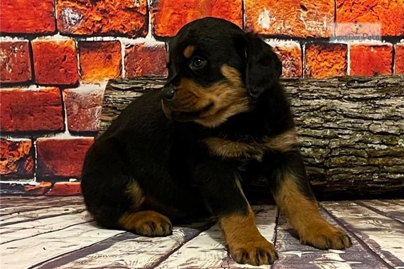 Very Sweet Charming Rottweiler Puppies Image eClassifieds4u