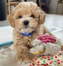 💗💕💗 LOVELY CANADIAN 🟥🍁🟥 MALTIPOO PUPPIES AVAILABLE ✅💯