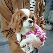 💗💕💗 LOVELY CANADIAN 🟥🍁🟥 CAVALIER KING CHARLES SPANIEL PUPPIES AVAILABLE ✅💯 Image eClassifieds4U