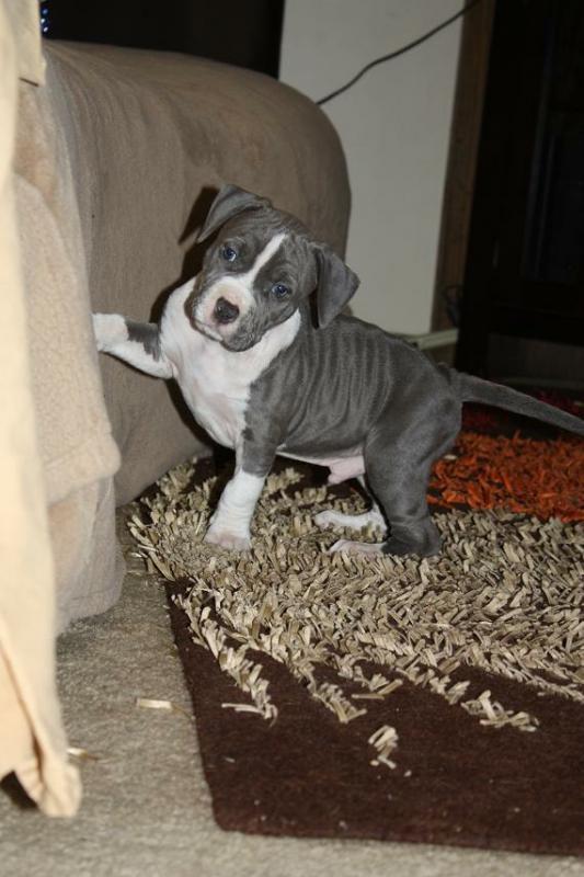 🟥🍁🟥 PEDIGREE CANADIAN 💕👪 AMERICAN PITBULL TERRIER PUPPIES AVAILABLE ✅💯 Image eClassifieds4u