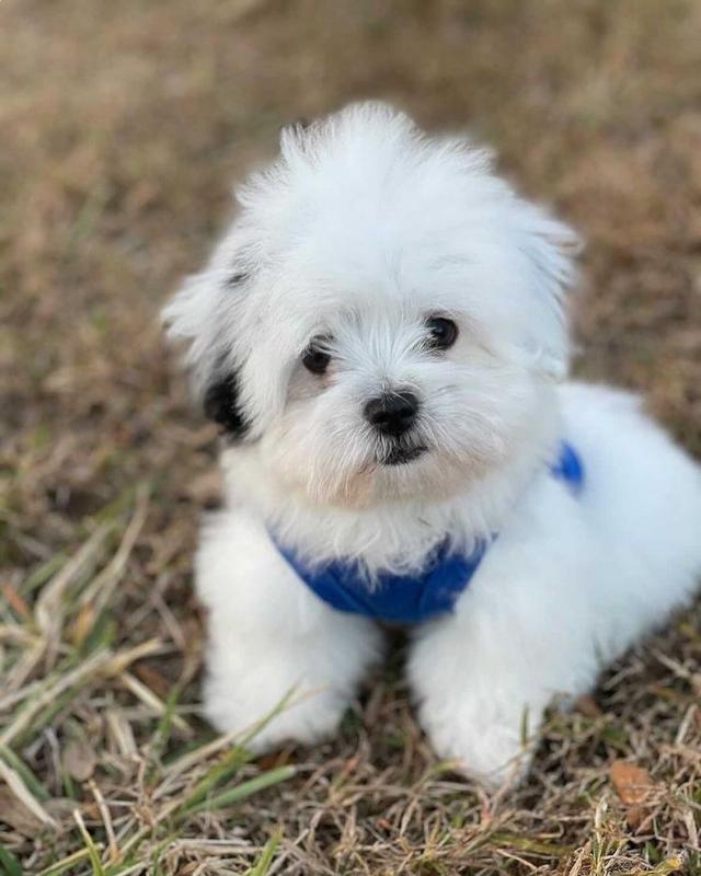 🟥🍁🟥 PEDIGREE CANADIAN 💕👪 CO.CKAP.OO PUPPIES AVAILABLE ✅💯 Image eClassifieds4u