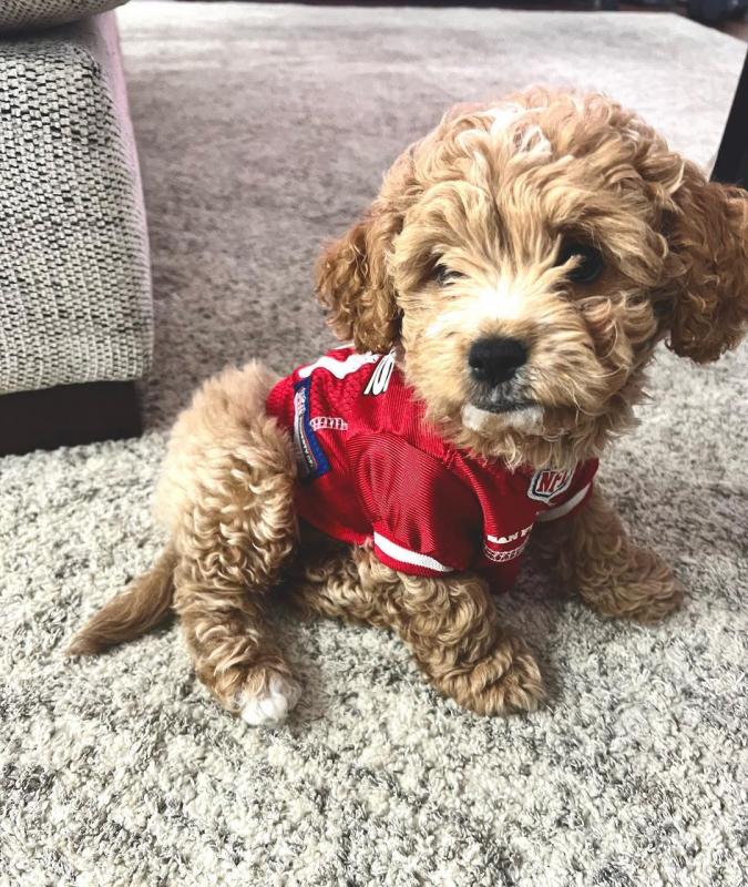 🟥🍁🟥 PEDIGREE CANADIAN 💕👪 CO.CKAP.OO PUPPIES AVAILABLE ✅💯 Image eClassifieds4u