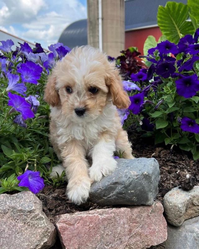🟥🍁🟥 PEDIGREE CANADIAN 💕👪 CAVACHON PUPPIES AVAILABLE ✅💯 Image eClassifieds4u