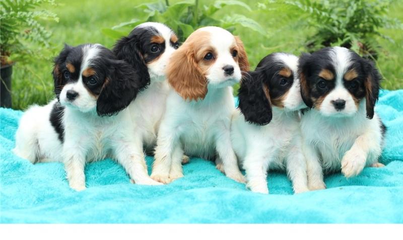 🟥🍁🟥 PEDIGREE CANADIAN 💕👪 CAVALIER KING CHARLES SPANIEL PUPPIES AVAILABLE ✅💯 Image eClassifieds4u