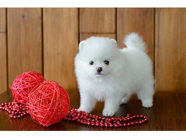 🟥🍁🟥 PEDIGREE CANADIAN 💕👪 POMERANIAN PUPPIES AVAILABLE ✅💯 Image eClassifieds4u