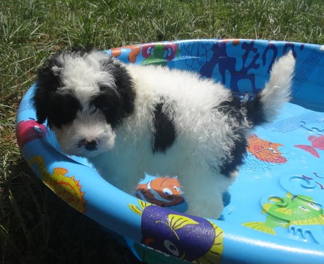 🟥🍁🟥 PEDIGREE Portuguese water Dog PUPPIES AVAILABLE ✅💯 Image eClassifieds4u