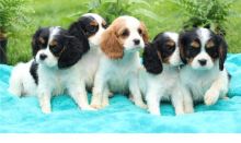 🟥🍁🟥 PEDIGREE CANADIAN 💕👪 CAVALIER KING CHARLES SPANIEL PUPPIES AVAILABLE ✅💯
