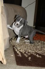 π₯ππ₯ PEDIGREE CANADIAN ππͺ AMERICAN PITBULL TERRIER PUPPIES AVAILABLE β
π― Image eClassifieds4u 1