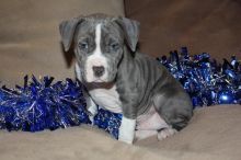 π₯ππ₯ PEDIGREE CANADIAN ππͺ AMERICAN PITBULL TERRIER PUPPIES AVAILABLE β
π― Image eClassifieds4u 2