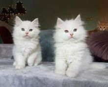 💖💖Siberian Tica Registered kittens Available 💖💖Txt or Call Us at (647)247-8422
