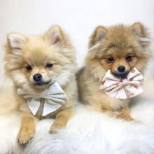 CKC Male and Female Pomchi Puppies