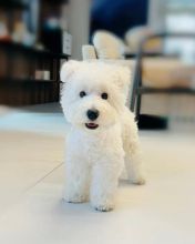 CKC West Highland White Terrier for Re-Homing