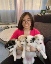 Male and Female Canadian Eskimo Dog Puppies