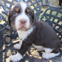 Male and Female English Springer Spaniel Puppies