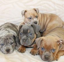Potty Trained American Pocket Bully Puppies for New Homes