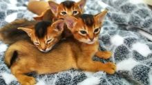 Ready Now❤️‍🔥💖Abyssinian kittens For Sale❤️‍🔥 Txt or Calls at (647)247-8422