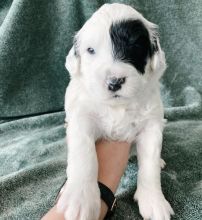 Registered Portuguese Water Dog Puppies Available