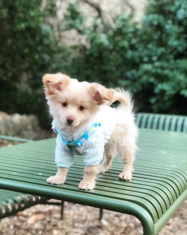 Amazing Dameranian Puppies Available Image eClassifieds4u