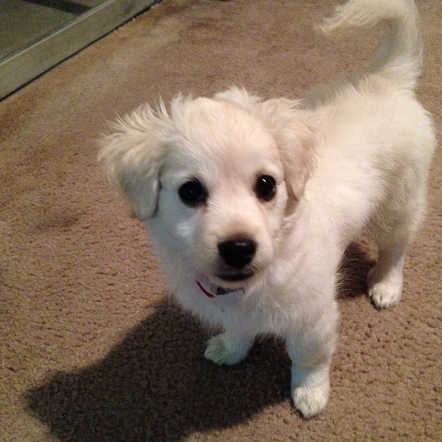 Amazing Dameranian Puppies Available Image eClassifieds4u