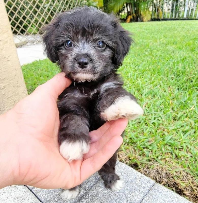 Amazing Dameranian Puppies Available Image eClassifieds4u