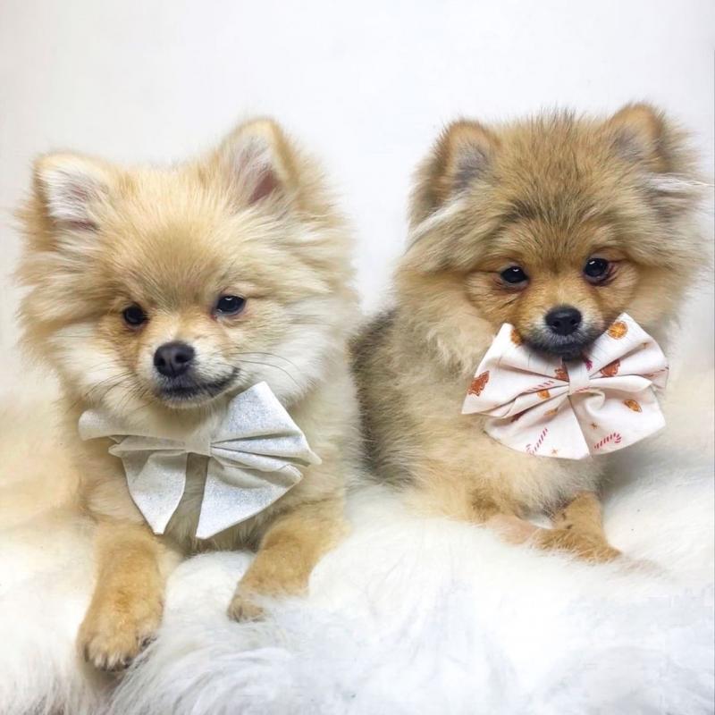 CKC Male and Female Pomchi Puppies Image eClassifieds4u