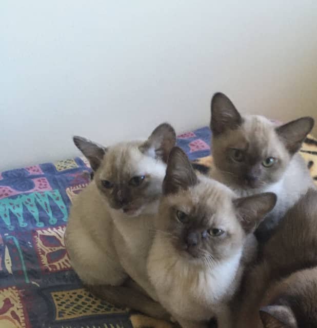🇨🇦🇨🇦Gorgeous Pedigree Burmese Kittens🇨🇦🇨🇦 Text Or call (647)247-8422 Image eClassifieds4u