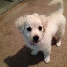 Amazing Dameranian Puppies Available Image eClassifieds4u 2