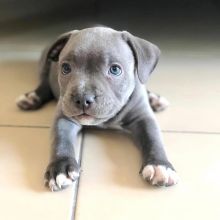 CKC Male and Female American Staffordshire Terrier Puppies Image eClassifieds4u 2