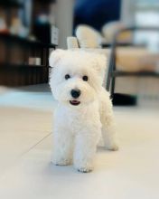 CKC West Highland White Terrier for Re-Homing Image eClassifieds4u 3