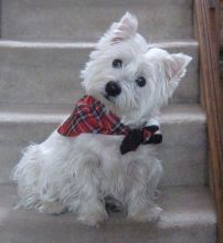 CKC West Highland White Terrier for Re-Homing Image eClassifieds4u 2