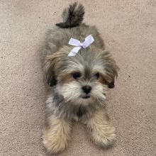 Quality CKC Bolognese Puppies Image eClassifieds4u 1