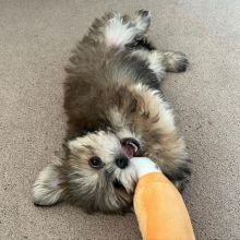 Quality CKC Bolognese Puppies Image eClassifieds4u 2