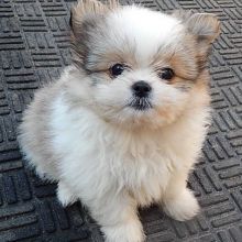 Registered Shiranian Puppies Available Image eClassifieds4u 3