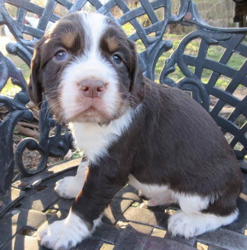 Male and Female English Springer Spaniel Puppies Image eClassifieds4u