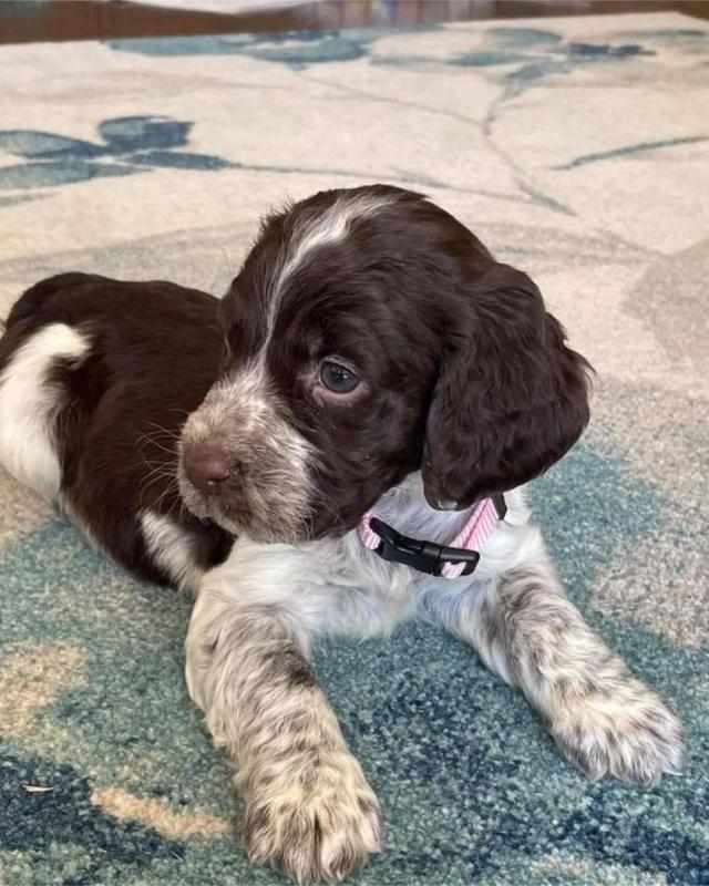Male and Female English Springer Spaniel Puppies Image eClassifieds4u
