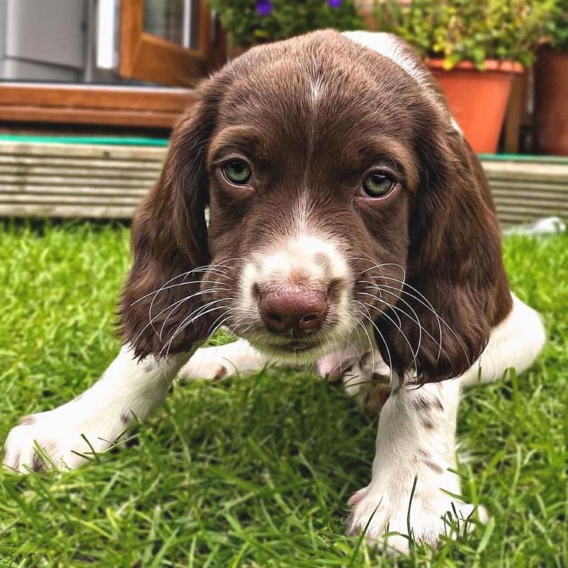 Male and Female English Springer Spaniel Puppies Image eClassifieds4u