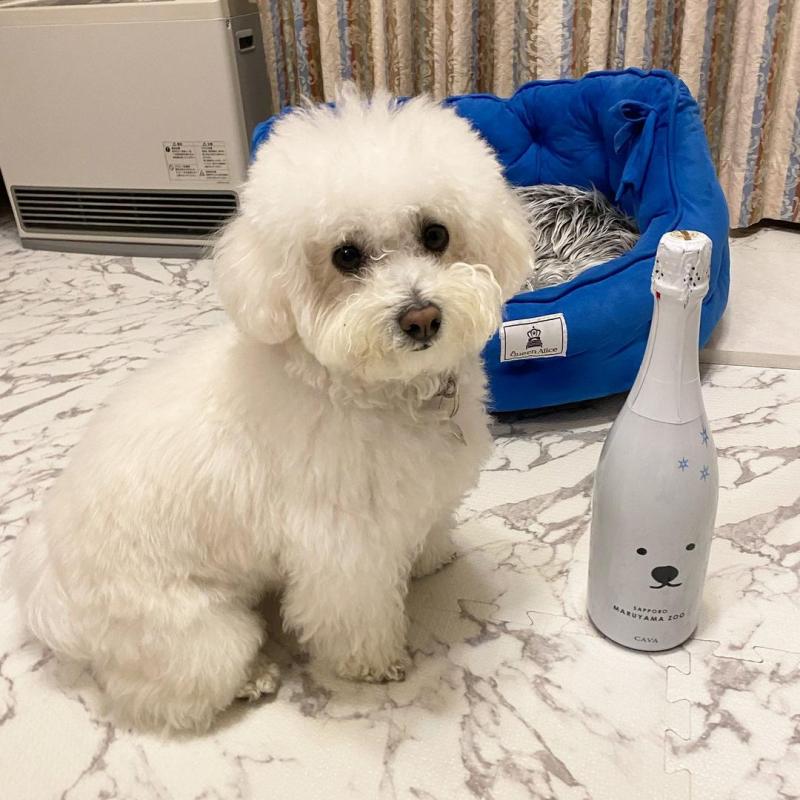 Quality CKC Bolognese Puppies Image eClassifieds4u