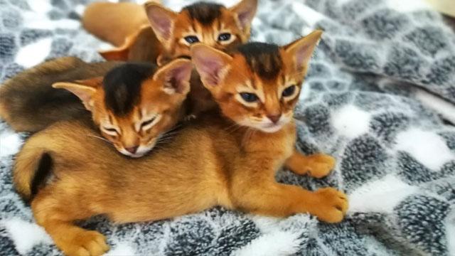 Ready Now❤️‍🔥💖Abyssinian kittens For Sale❤️‍🔥 Txt or Calls at (647)247-8422 Image eClassifieds4u