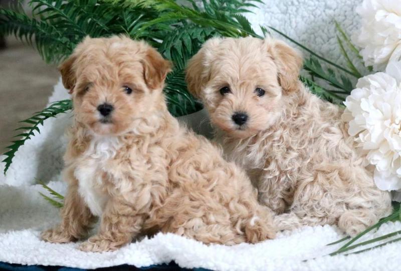 🇨🇦🇨🇦Adorable fluffy Malti Poo Text or Call Us at (647)247-8422🇨🇦🇨🇦 Image eClassifieds4u