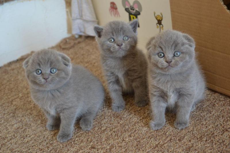 🇨🇦🇨🇦British Longhair Kittens Silver Txt or Call Us at (647)247-8422 🇨🇦🇨🇦 Image eClassifieds4u
