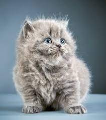😻😻British Longhair Kittens Txt or Call Us at (647)247-8422😻😻 Image eClassifieds4u