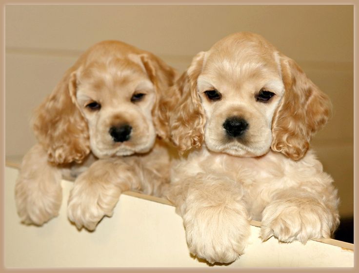 🐶🐶Cavapoo Puppies for adopttion Text or Call Us at (647)247-8422🇨🇦🇨🇦 Image eClassifieds4u