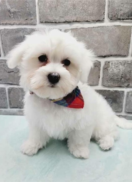 ❤️Fullbreed Maltese puppies❤️*Text or Call Us at (647)247-8422🇨🇦🇨🇦 Image eClassifieds4u