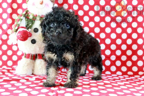 ❤️Havapoo Puppies For Adoption❤️*Text or Call Us at (647)247-8422🇨🇦🇨🇦 Image eClassifieds4u