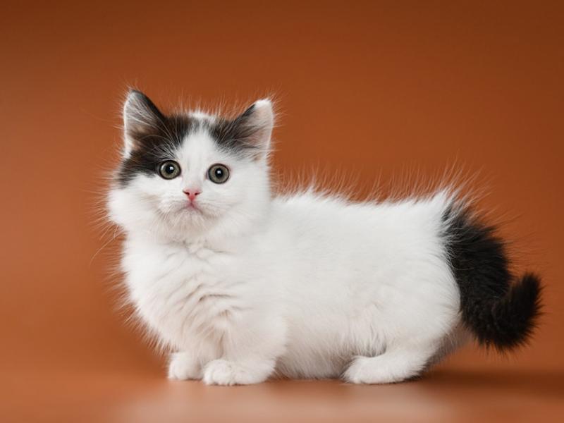 🦊🦊Munchkin Kitten Available Txt or Call Us at (647)247-8422. 🦊🦊 Image eClassifieds4u