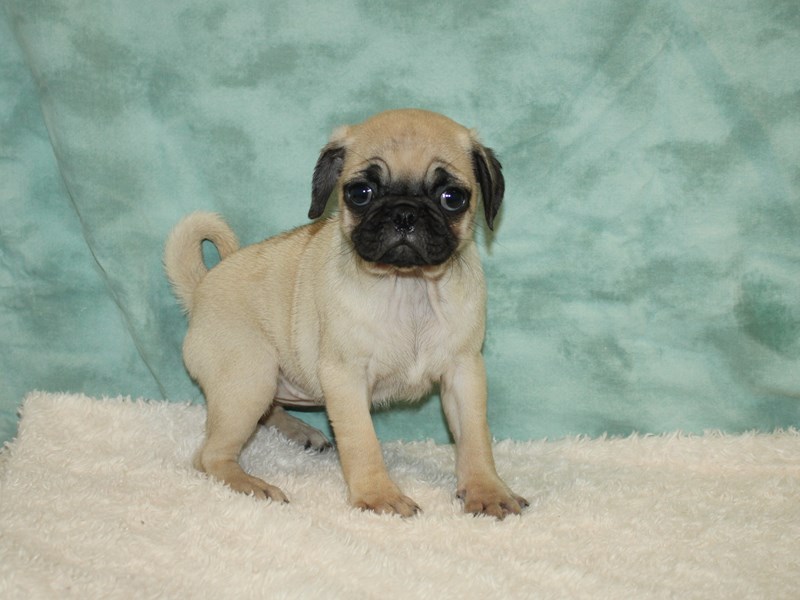 🇨🇦🇨🇦Pug puppies Available for adoption Text or Call Us at (647)247-8422 🇨🇦🇨🇦 Image eClassifieds4u