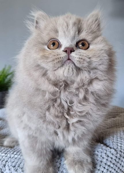 🇨🇦🇨🇦Scottish fold Kitten Available Txt or Call Us at (647)247-8422 🇨🇦🇨🇦 Image eClassifieds4u