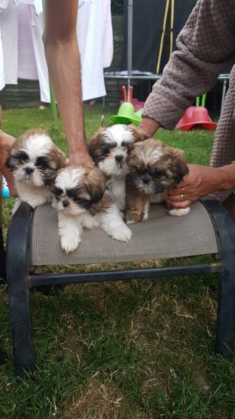 🇨🇦🇨🇦Shih Tzu Puppies Avalaible For Sale*Text or Call Us at (647)247-8422 🇨🇦🇨 Image eClassifieds4u